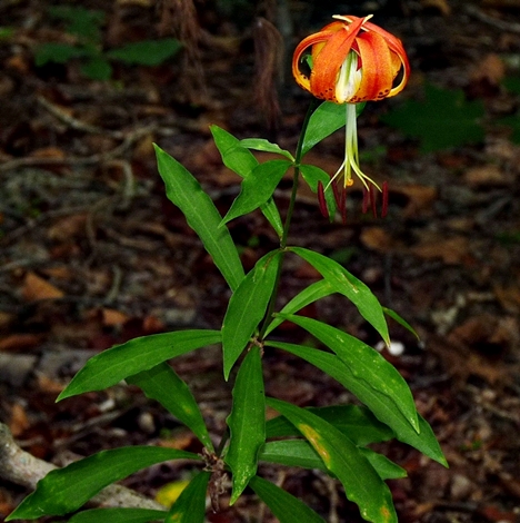 {Lilium michauxii}